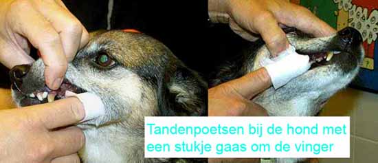 Tanden poetsen van de hond met een gaasje om je vinger.